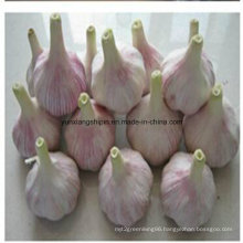 2016 China Garlic Wholesale Price in Low